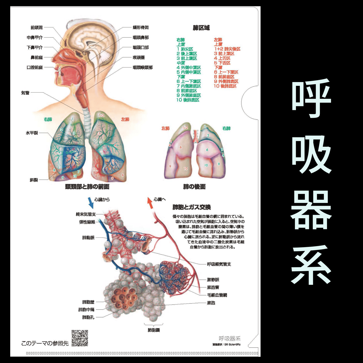 A4クリアファイル　　呼吸器系