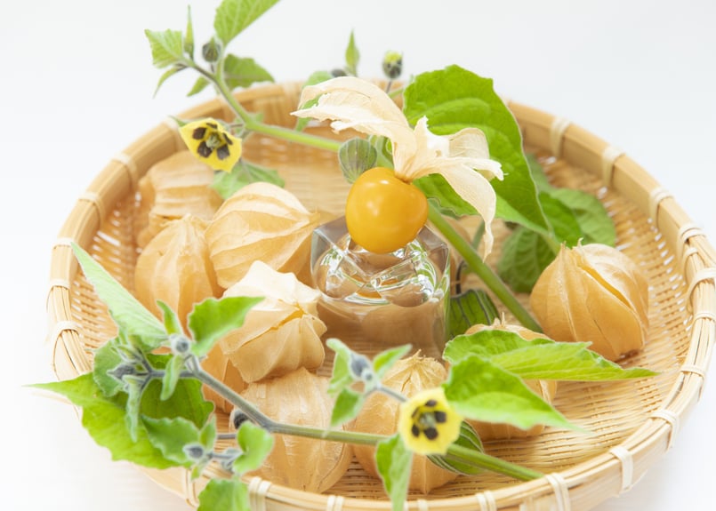 フルーツほおずき「太陽の子」100g(12粒～18粒)販売終了 | ほおずき