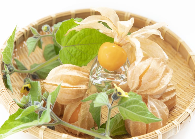 フルーツほおずき「オレンジチェリー」100g(8粒～12粒) 販売終了