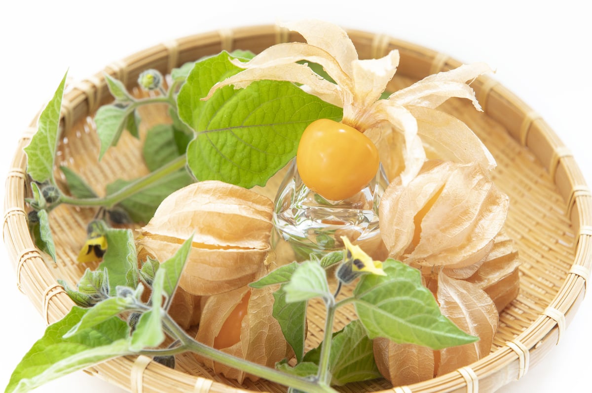 専用出品です　食用ほおずき　トマチロ1kg +オレンジチェリー小粒2kg 専用出品です 食用ほおずき オレンジチェリー（ゴールデンベリー