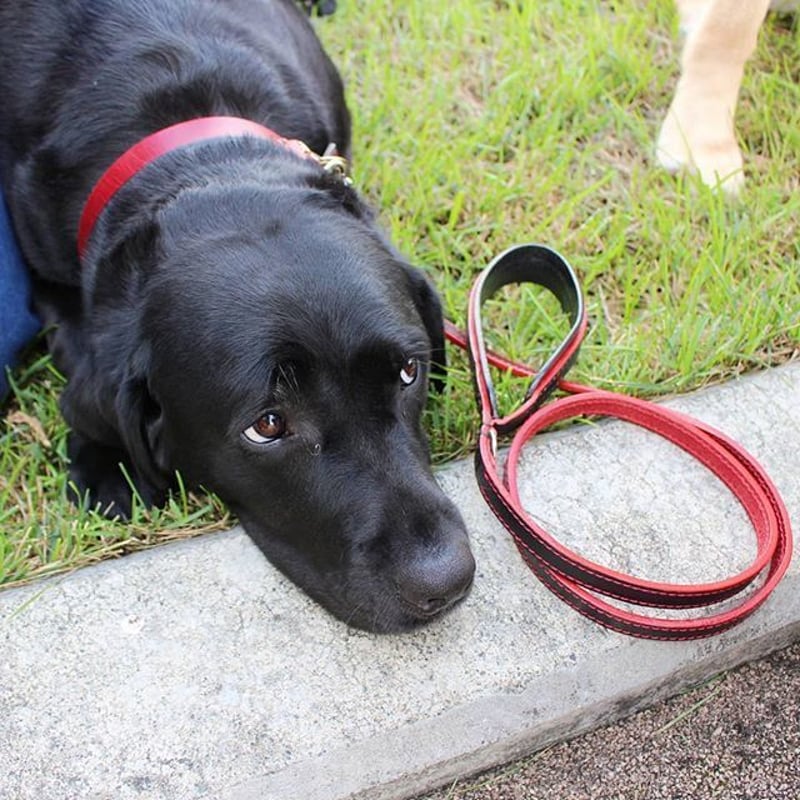 R&B Dog lead （赤と黒のリード） | Poisonivy's STORE