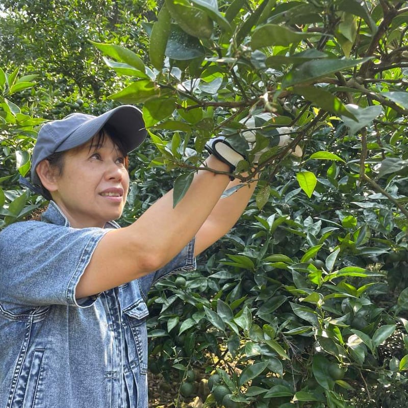 徳島すだちネードベース | フレンチモンスターマーケット