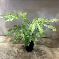 エバーフレッシュ　4号