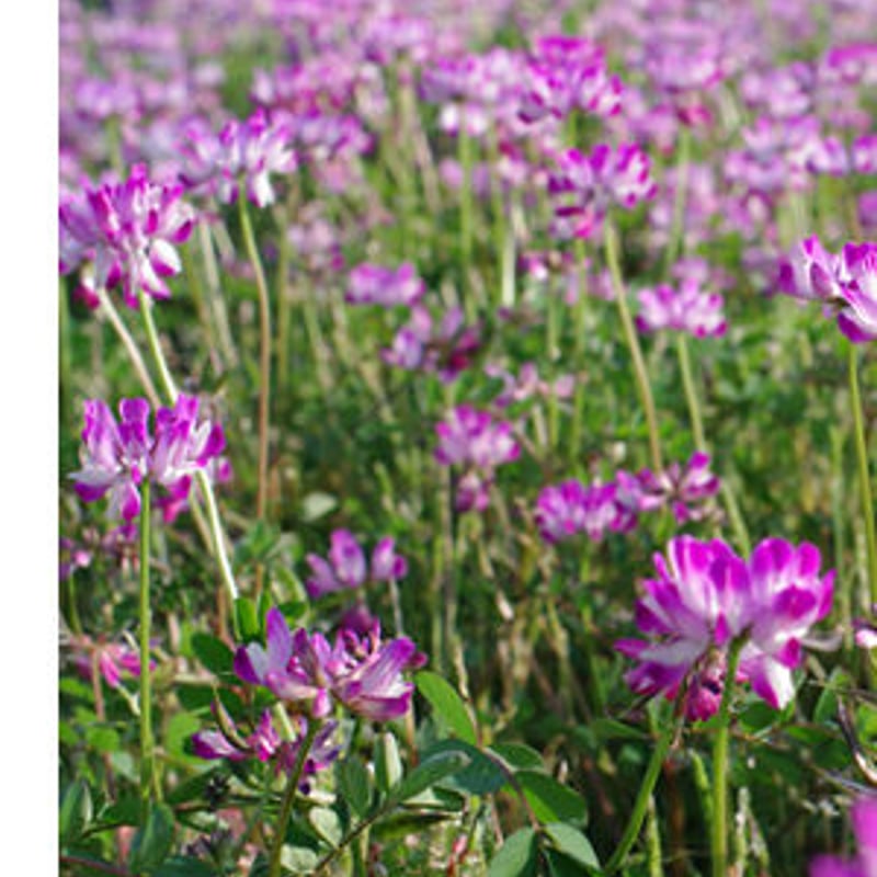 蜜匠 国産「れんげ」はちみつ 600g | 松治郎の舗