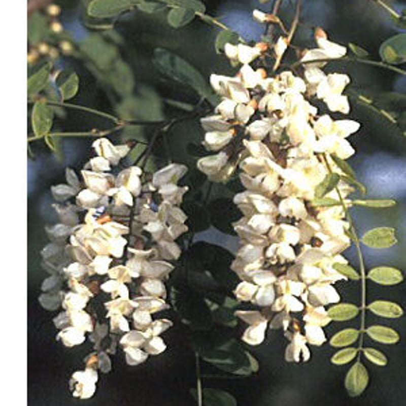 paruparumamaです(*^^*)　アカシア蜜１０本 paruparumamaです(*^^*) アカシア蜜10本 楽天市場】アカシア