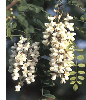 蜜匠 国産「アカシア」はちみつ 150g | 松治郎の舗