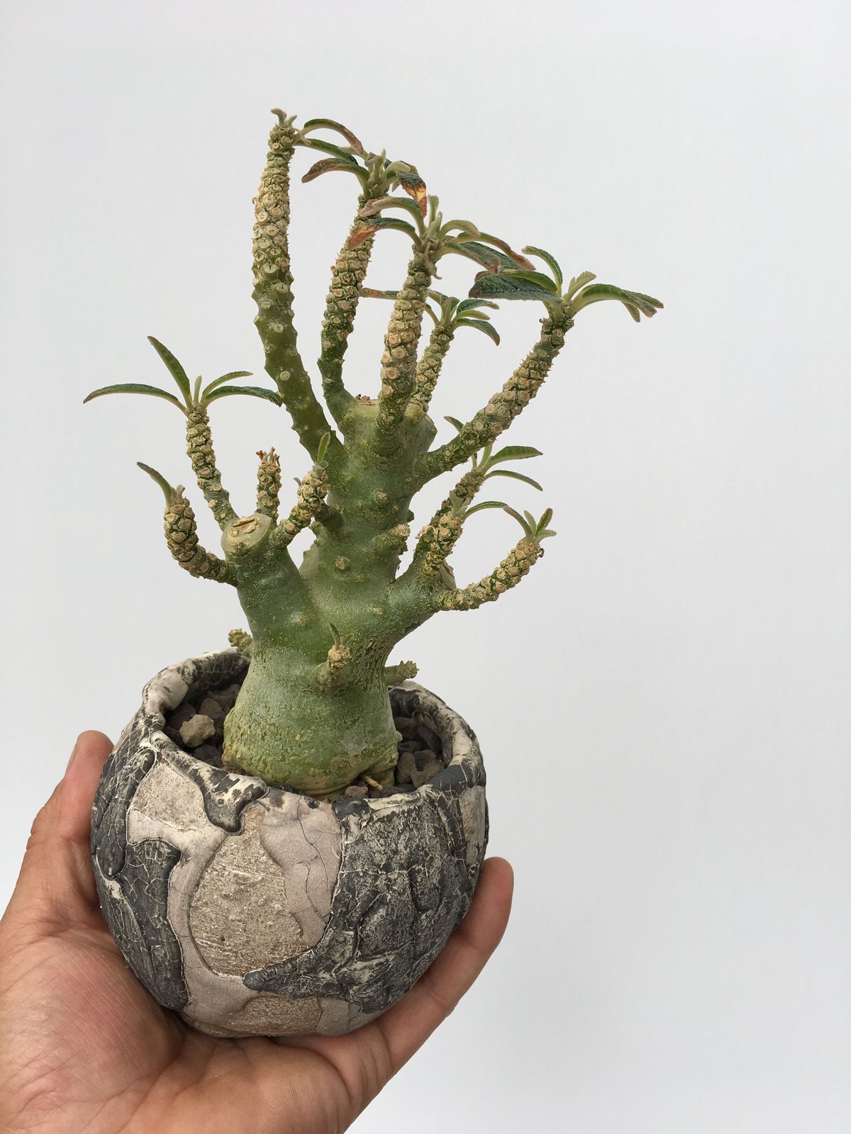 サマーセール！特大株 ドルステニア ギガス 塊根 コーデックス サマー