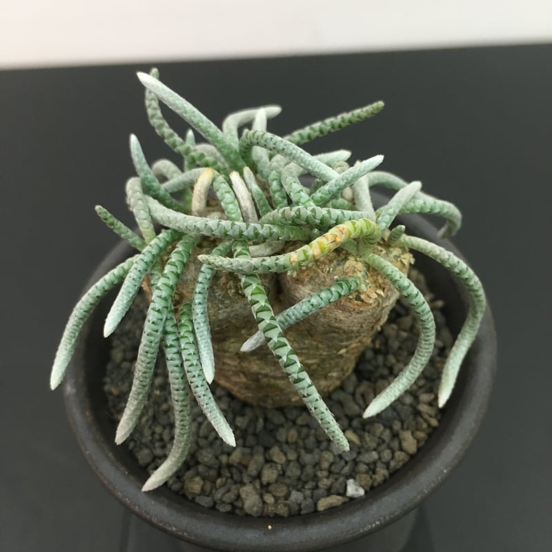 アボニア アルストニー Avonia alstonii - 植物/観葉植物