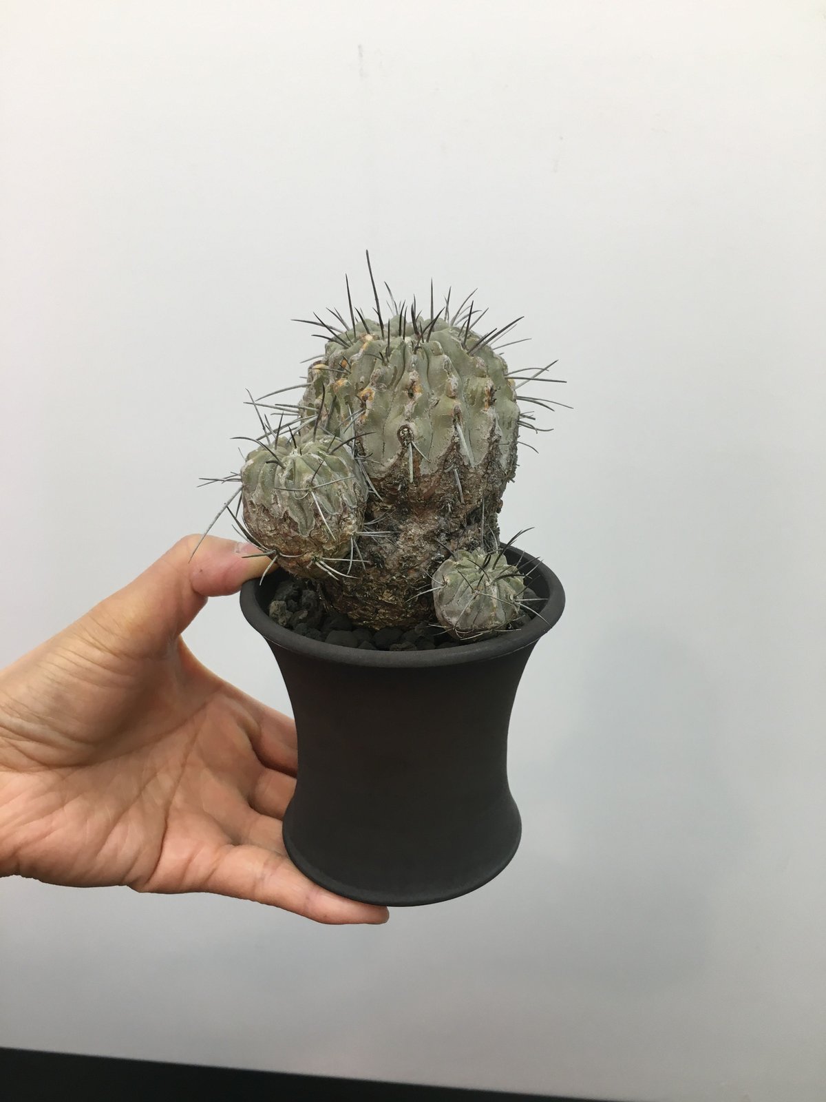 Copiapoa cinerea dealbata コポアポア 黒士冠 | • BOTAN •