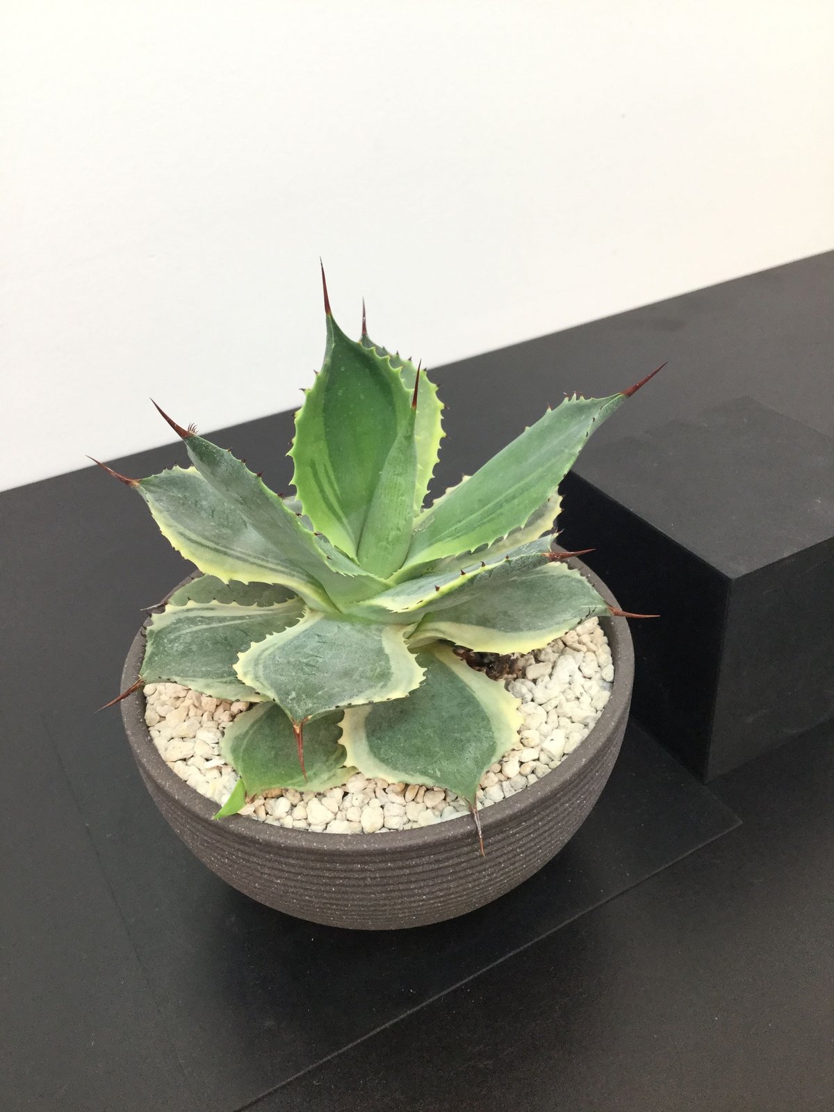 アガベ potatorum x eborispina 発根済鉢ごと発送 鉢・プランター 