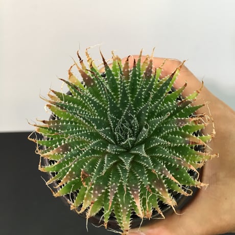 Aloe aristata アロエ アリスタータ 綾錦