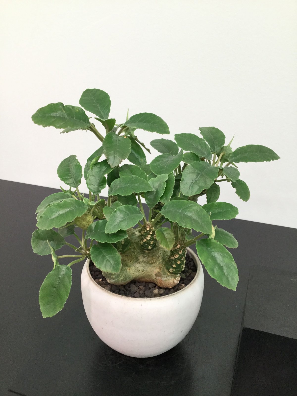 アイキャン 様専用Dorstenia foetida variegated 【公式通販】 アイキャン 様専用Dorstenia foetida variegated 【公式通販】