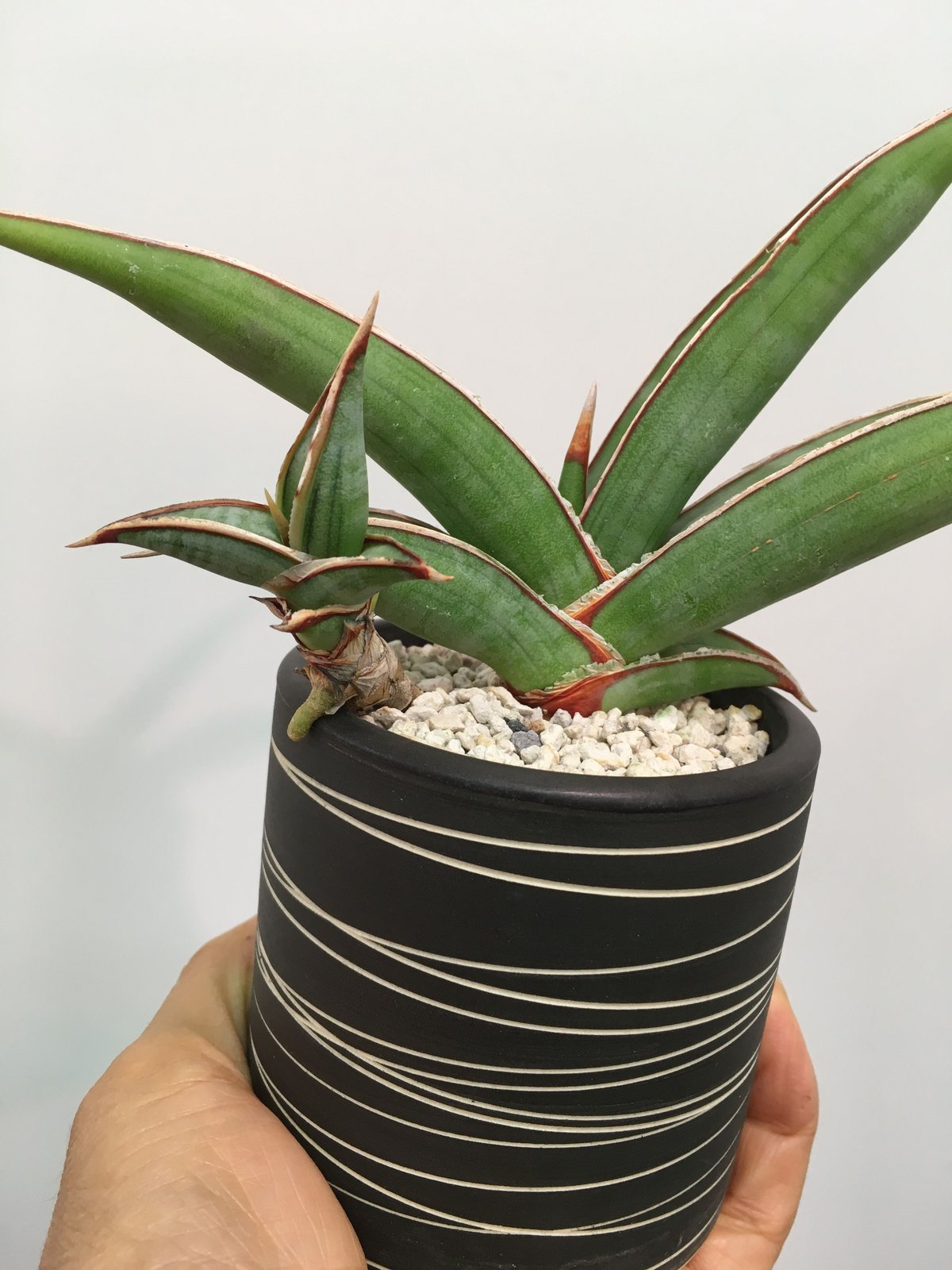 Sansevieria rorida 'Lavranos 23395' サンセベリア ロリダ ...