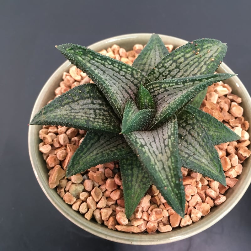 レアハオルチアコレクション・ブラックオブツーサ錦(極上錦)inわけけのお店 レアハオルチアコレクション・ブラックオブツーサ錦(極上錦)inわけけの