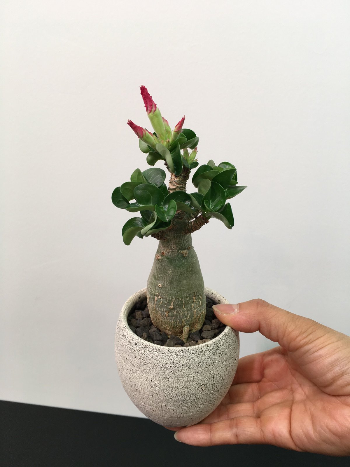 極美/獅子葉のアデニウム】Dorset Horn Adenium（DHA） ①塊根植物