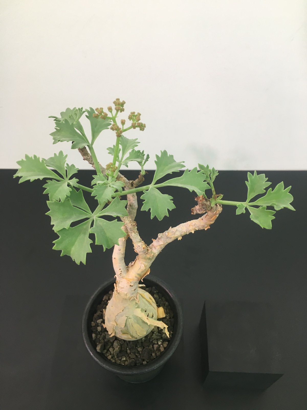 キフォステンマ・ベティフォルメ　ナローリーフ（現地株、発根済） Yahoo!オークション - 現地株 大株 キフォステンマ ベティフォルメ ナ