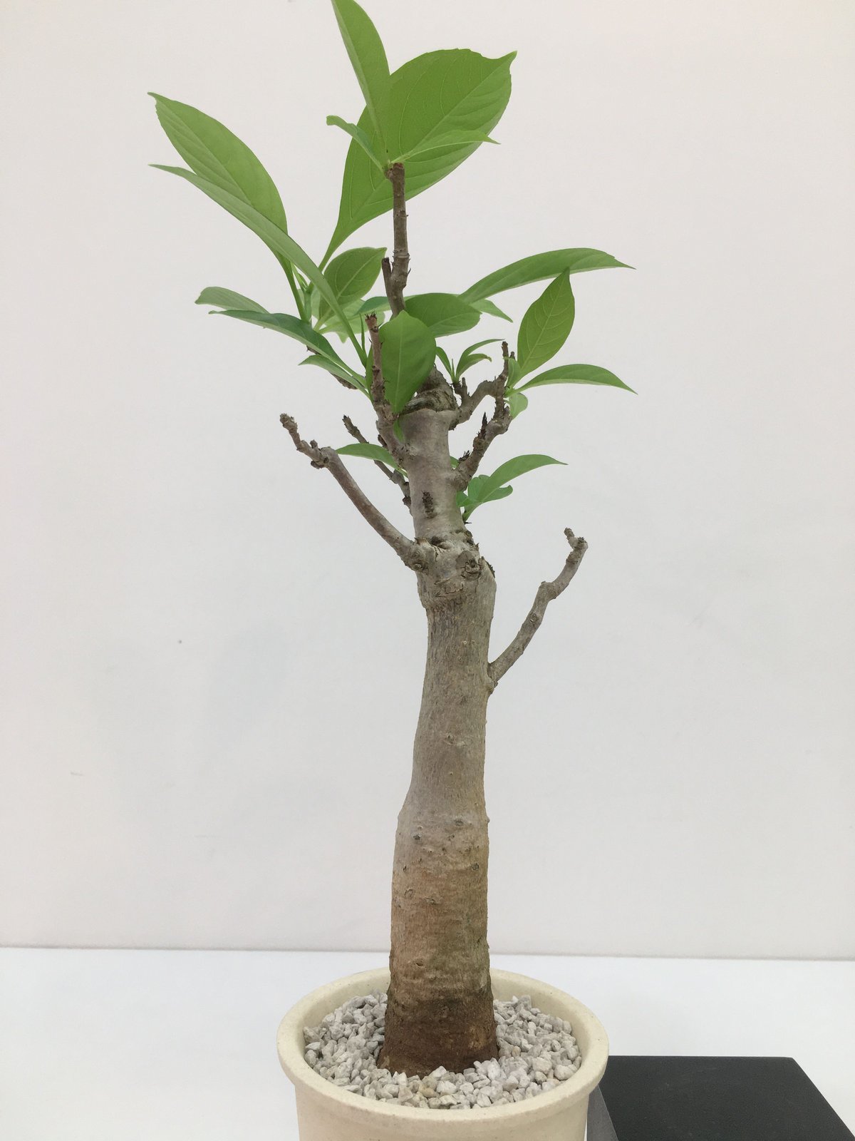 バオバブ　アダンソニア ディギタータ　発根済み　低重心　極太 発根管理中】Adansonia_digitata/アダンソニア ディギタータ