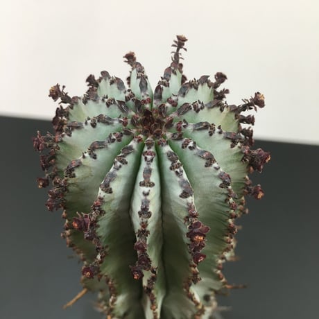 Euphorbia polygona 'Snowflake'  ユーフォルビア スノーフレーク