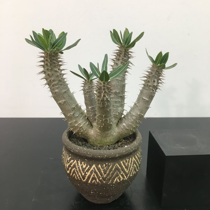 Pachypodium SP パキポディウム 伊藤ハイブリッド | • BOTAN •