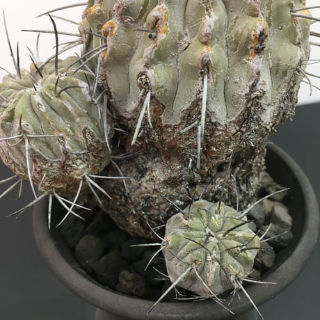 Copiapoa cinerea dealbata コポアポア 黒士冠