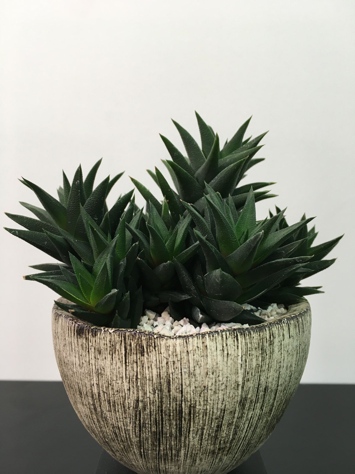 ハオルチア Haworthia picta モンスト 深海の女王 多肉植物