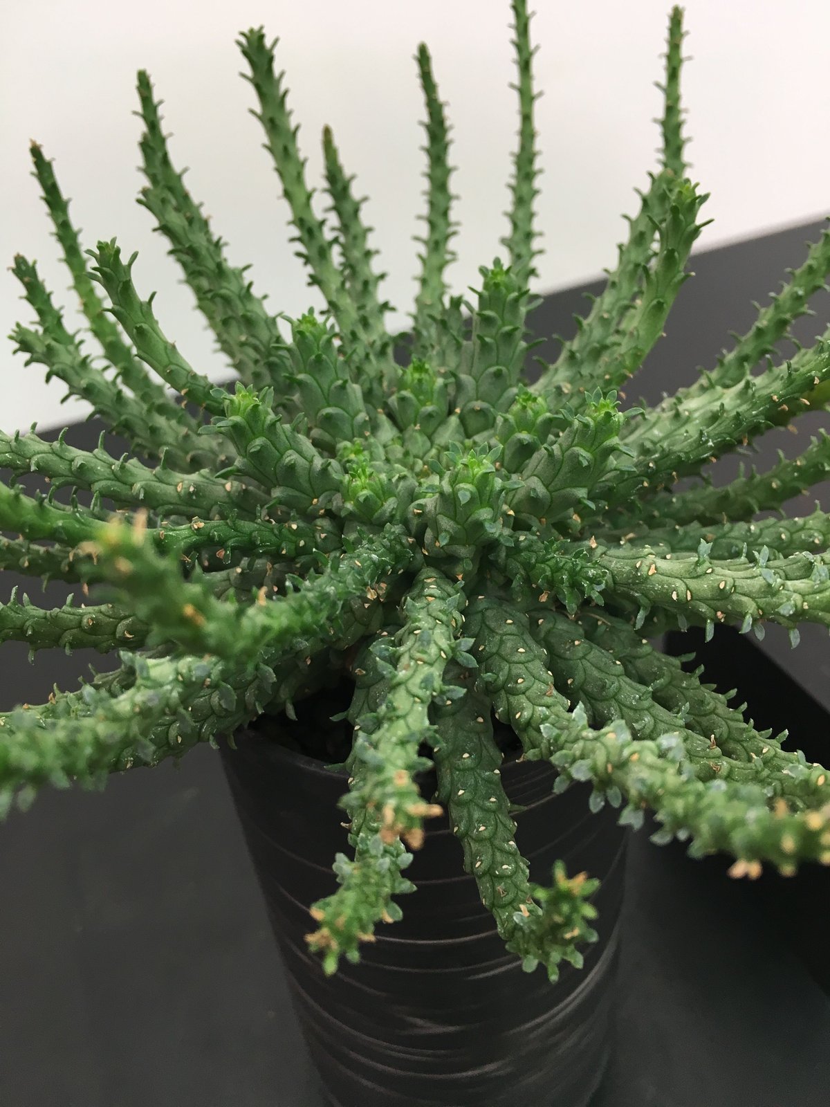 Euphorbia gorgonis ユーフォルビア ゴルゴニス 金輪際