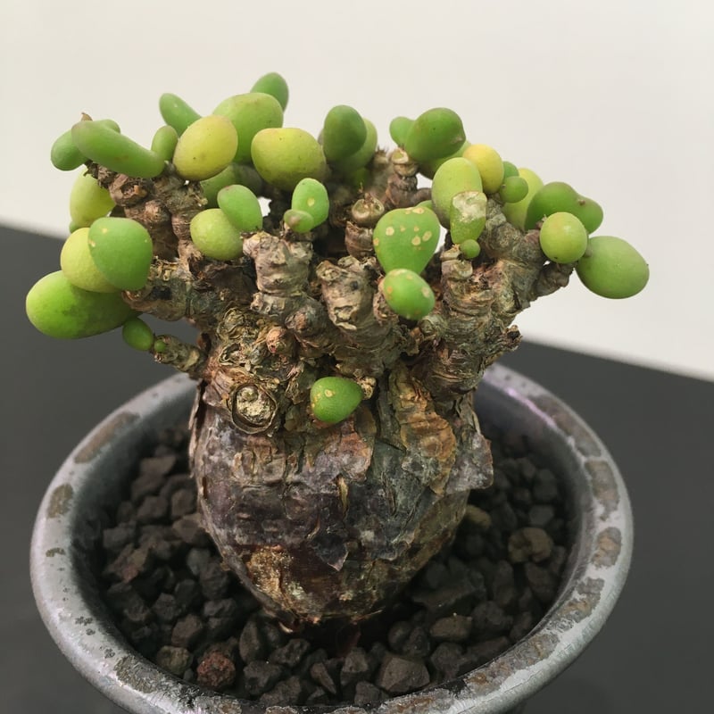 ユッカロストラータ鉢植え幹径7cm ユッカロストラータ鉢植え幹径7cm