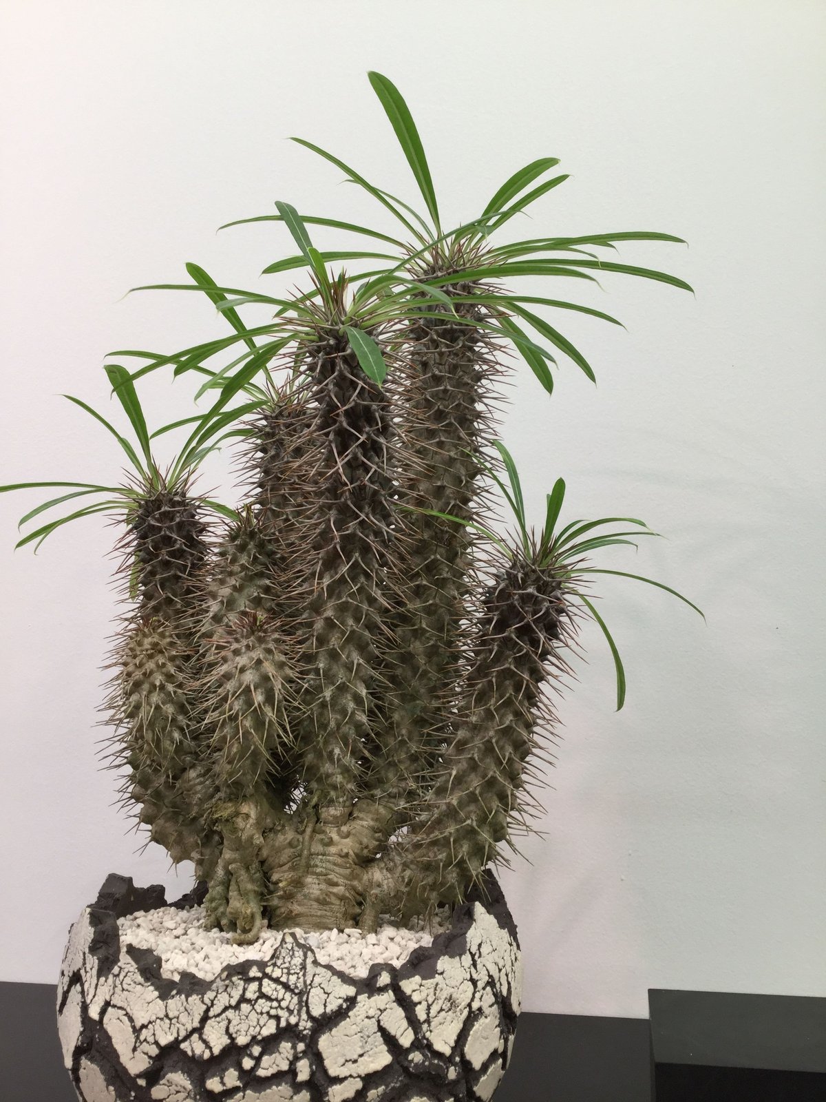 Pachypodium lamerei パキポディウム ラメリー