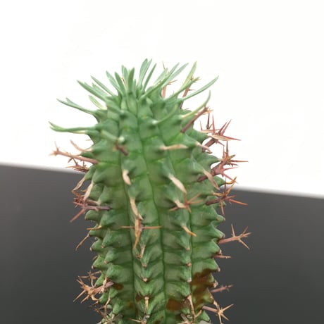 Euphorbia stellaespina var. astrispina ユーフォルビア 秋星冠