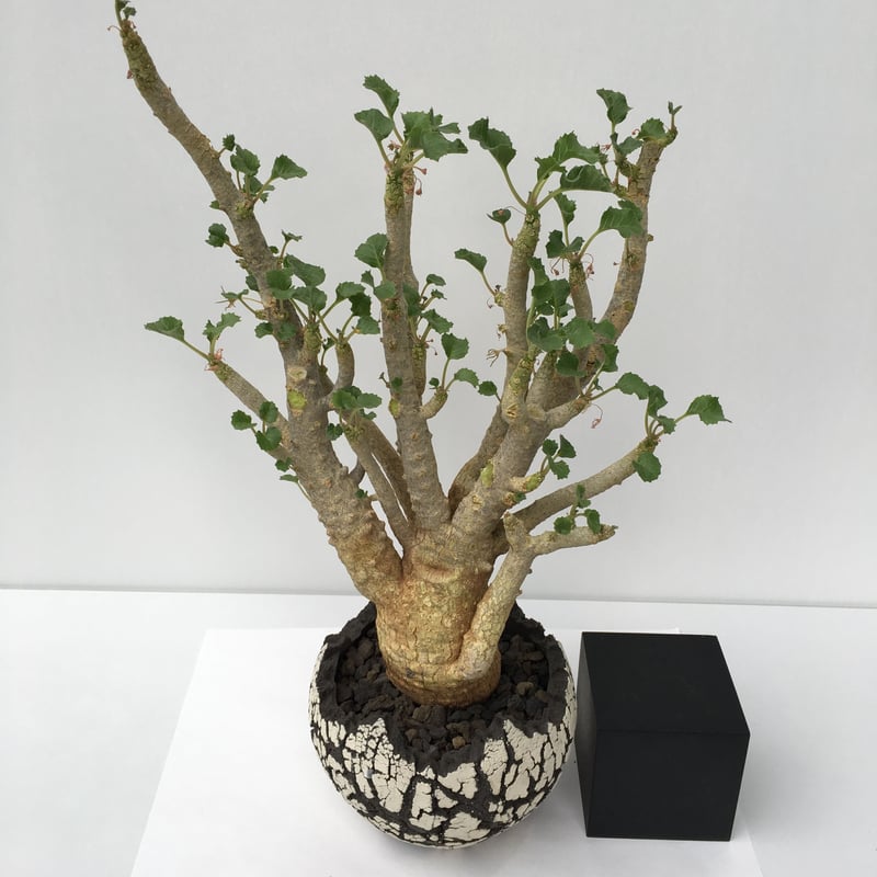 ☆爆安！！☆ ドルステニア ジプソフィラ kikko鉢 きやすく 