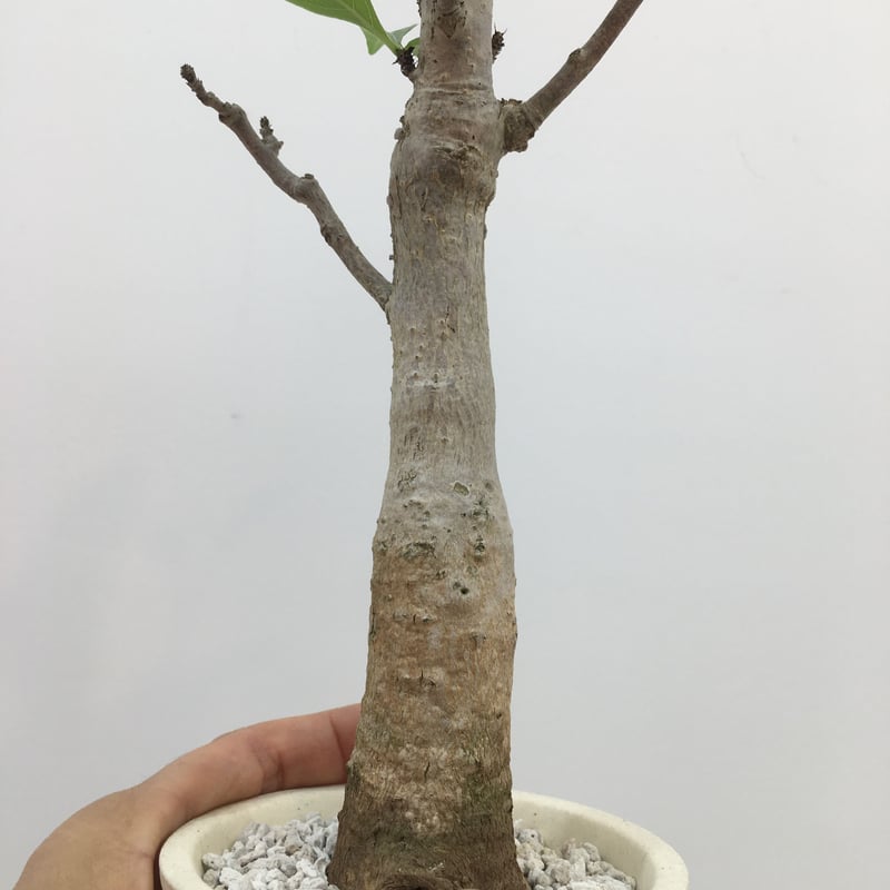 完全発根済【現品】【盆栽】バオバブの木 バオバブ・ディギタータ 13号