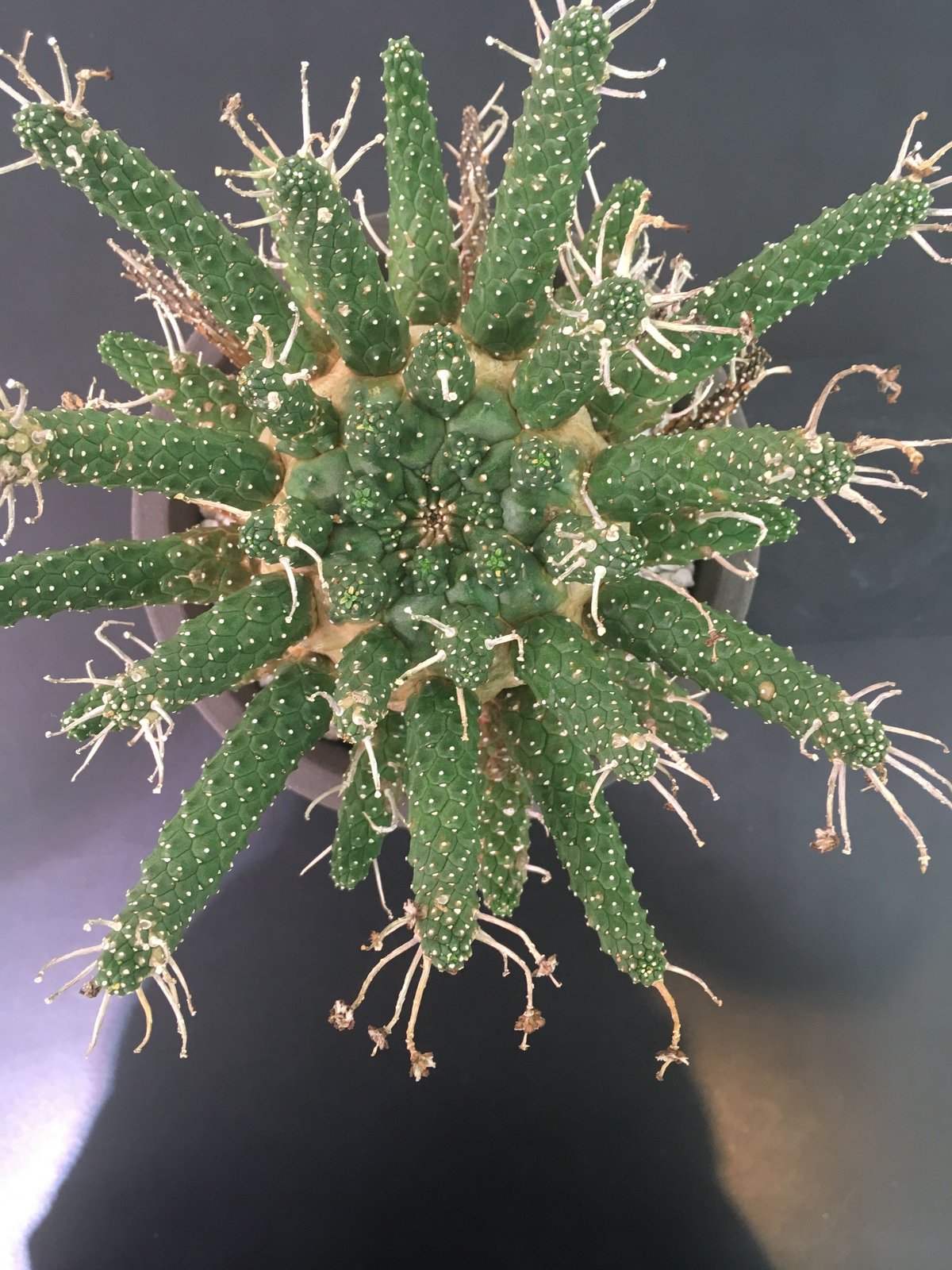Euphorbia gamkensis ユーフォルビア ガムケンシス