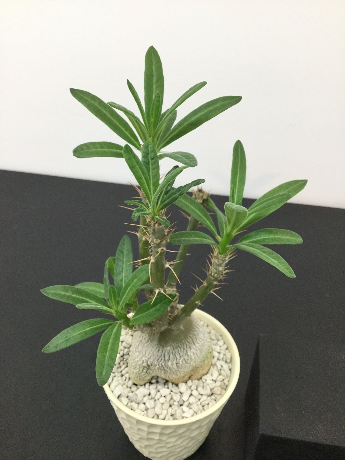 Pachypodium succulentum パキポディウム サキュレンタム 