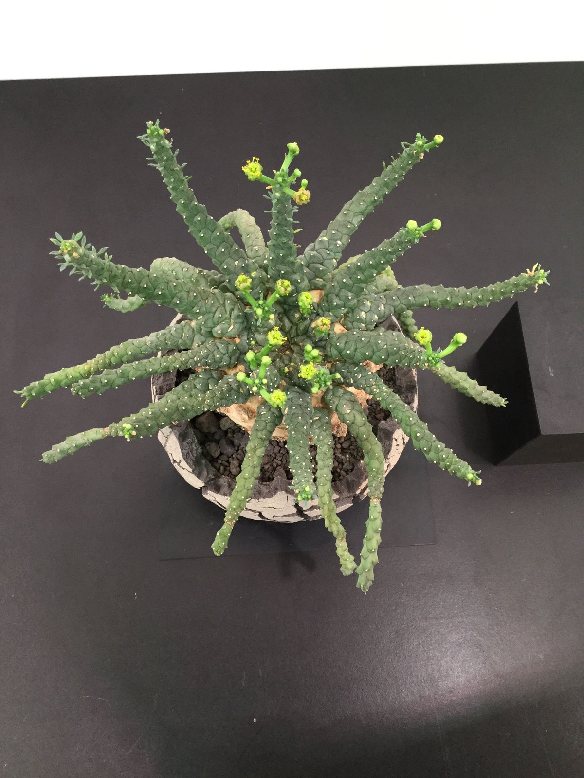 Euphorbia gorgonis ユーフォルビア ゴルゴニス 金輪際 | • BOTAN •