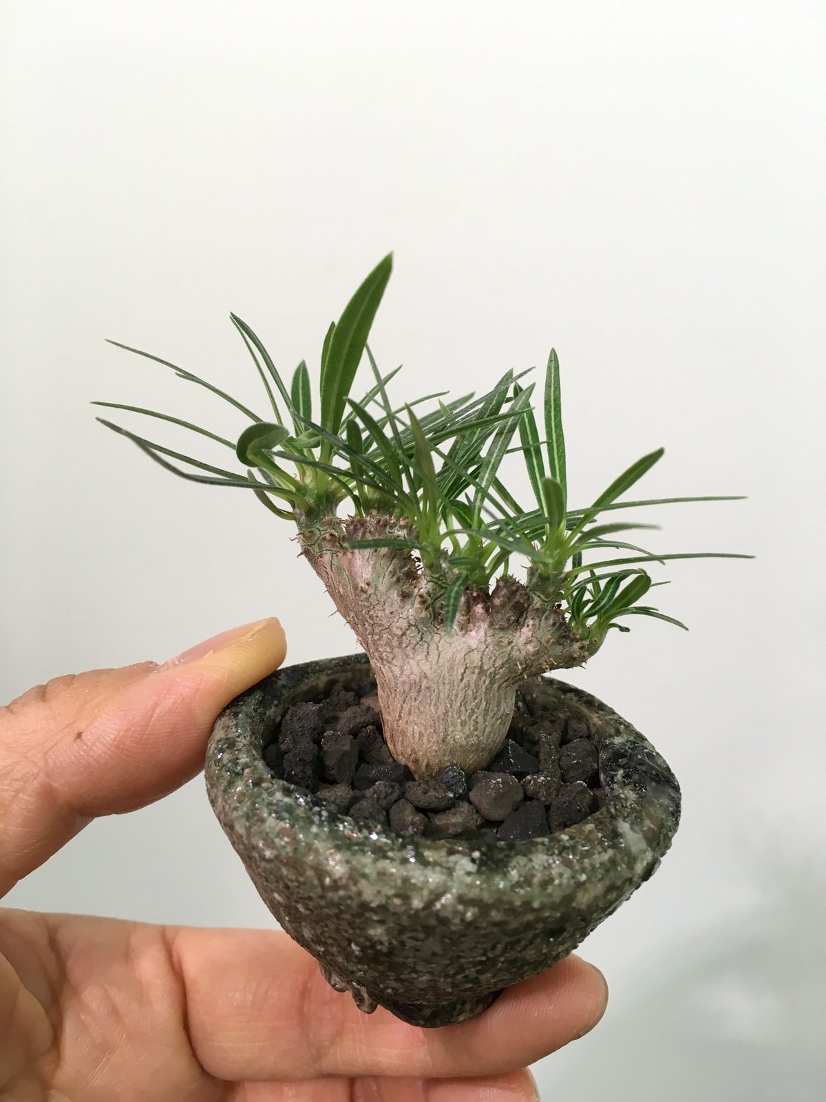 Pachypodium gracilius cristata パキポディウム グラキリス 綴化...