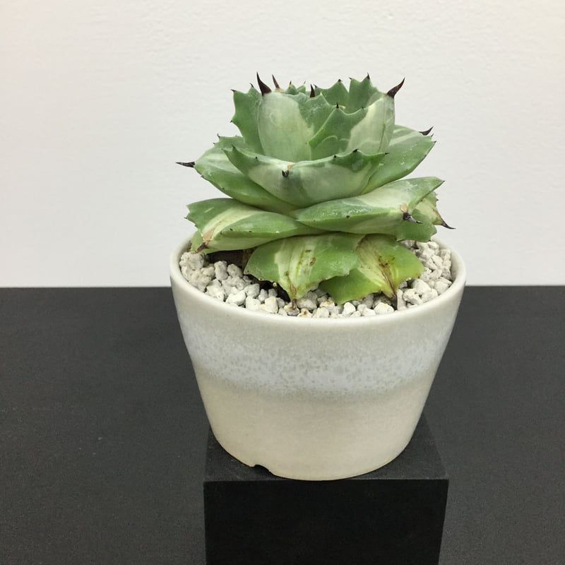 アガベ cubic margnata alba 厳つ 白斑 キュービック