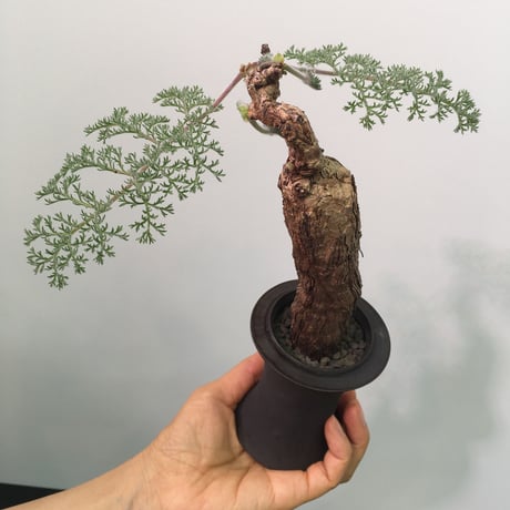 Pelargonium triste ペラルゴニウム トリステ