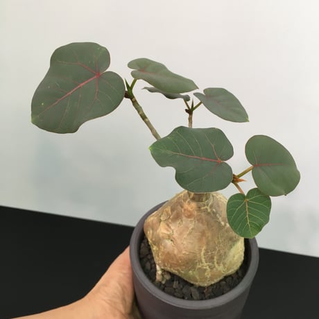 Ficus petiolaris フィカス ペティオラリス