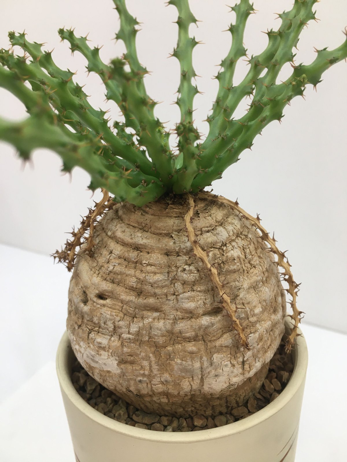Euphorbia decidua ユーフォルビア 蓬莱島   • BOTAN •