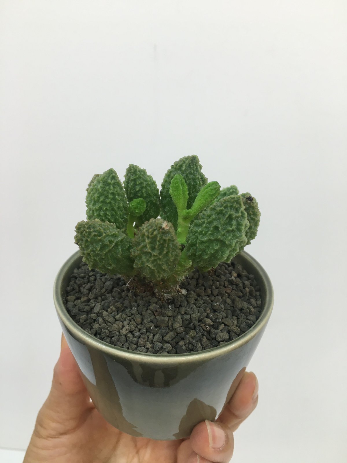 Adromischus marianiae var. herrei ''green ball'' アドロミスクス グリーンボール