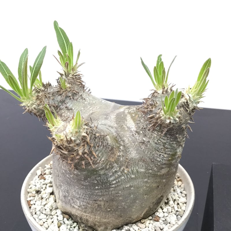 Pachypodium inopinatum パキポディウム イノピナツム 黒肌type |