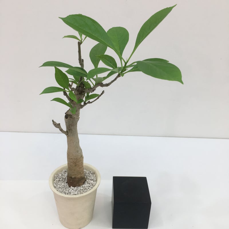 通称名(バオバブの木) Adansonia digitata12アダンソニア ディギタータ コーデックス 塊根植物 - 観葉植物