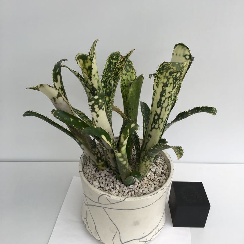 ビルベルギアメリーモナーク/ タンクブロメリア