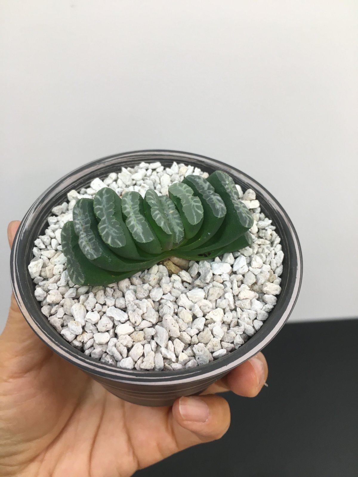 Haworthia Truncata ハオルチア 玉扇