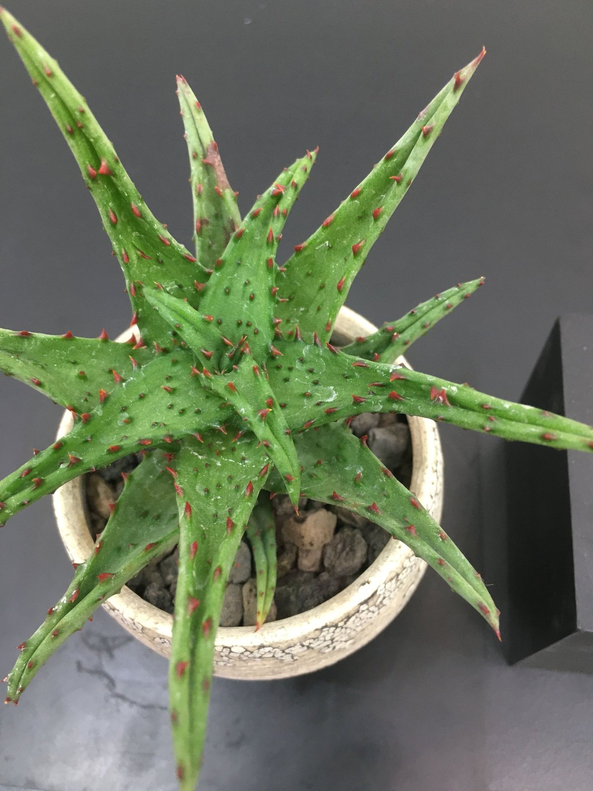 日本買付 アロエ カスティロニアエ 強棘 Aloe castilloniae