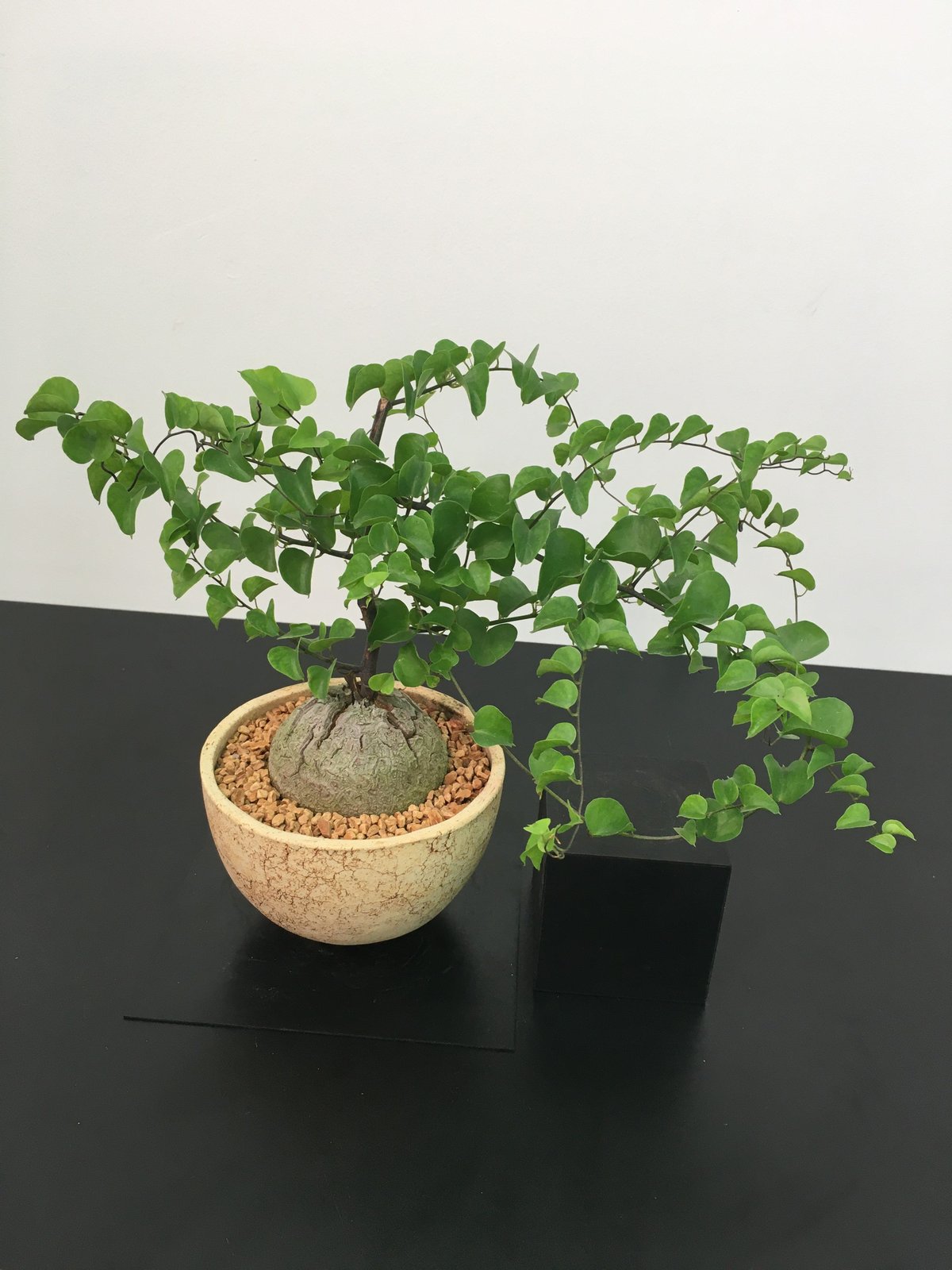 フラワー・ガーデニング konect Type02 desert フラワー・ガーデニング konect Type02 desert konect Type02 desert