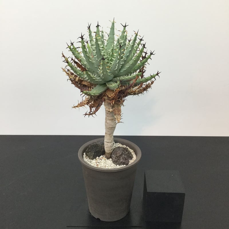 多肉植物 アロエ tempura テンプラ TCT original 親木サイズ Aloe