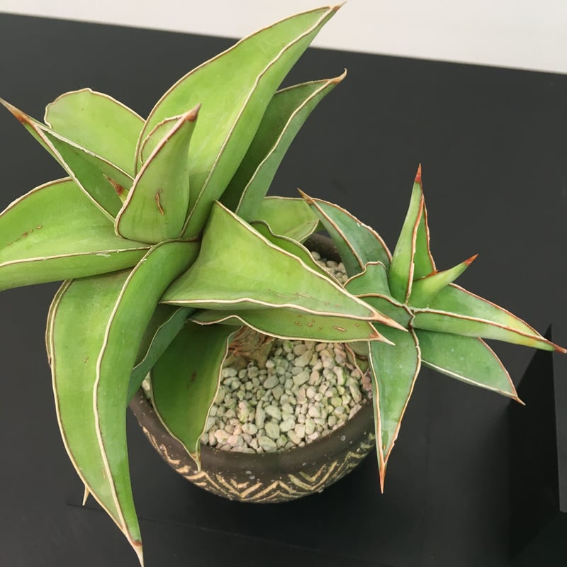 サンスベリア ブルーキュ斑入 Sansevieria Blue Kew Sansevieria 'Blue