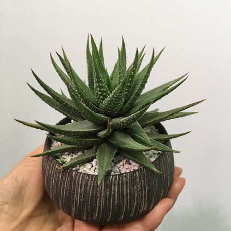 Haworthia margaritifera ハオルチア 竜の爪錦