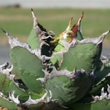 GOCCIA plants factory